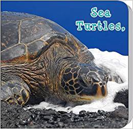 Sea Turtles