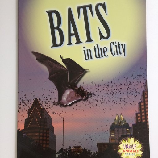 Bats in the City