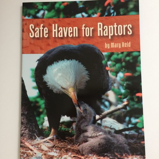 Safe Haven for Raptors