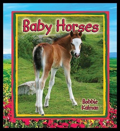 Baby Horses